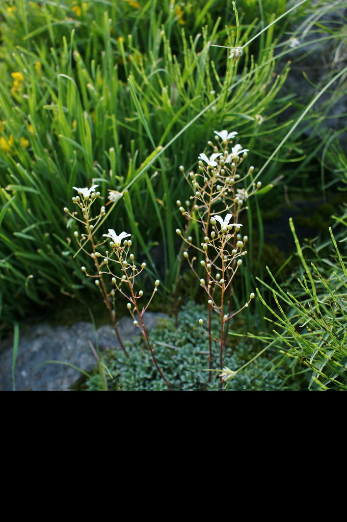 Silver saxifrage